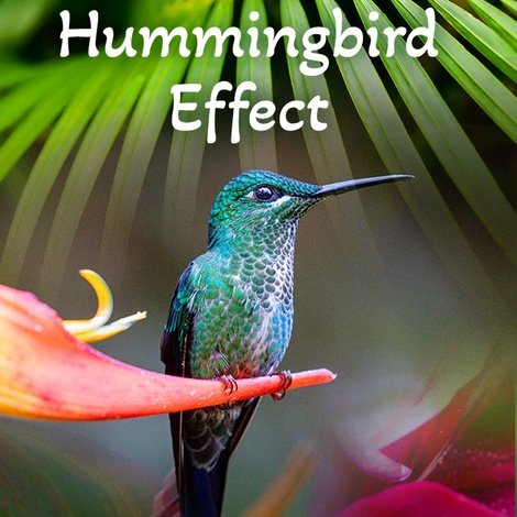 The Hummingbird Effect