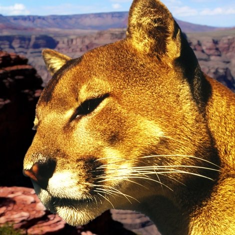 Run, Cougar, Run
