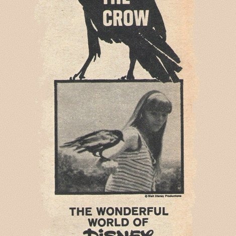 Inky, the Crow