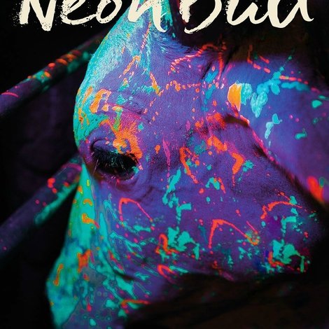 Boi Neon
