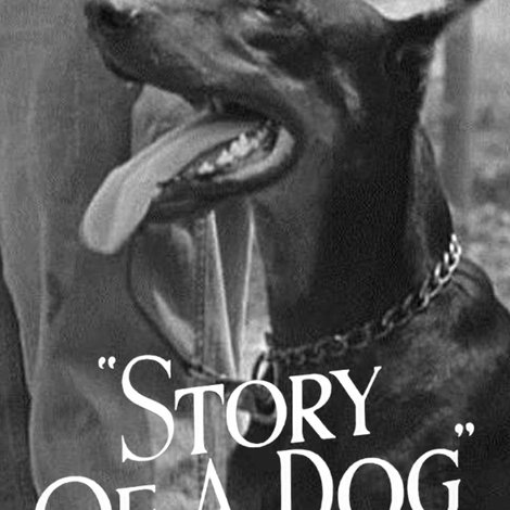 Story of a Dog