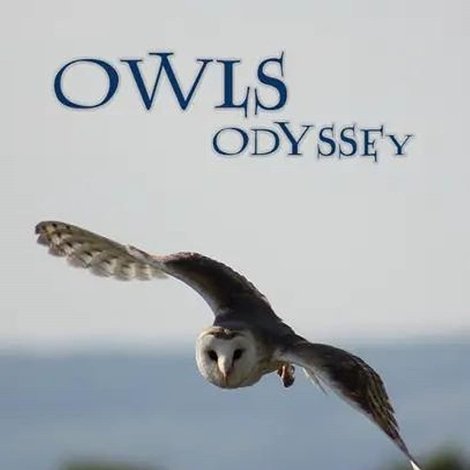Owl's Odyssey