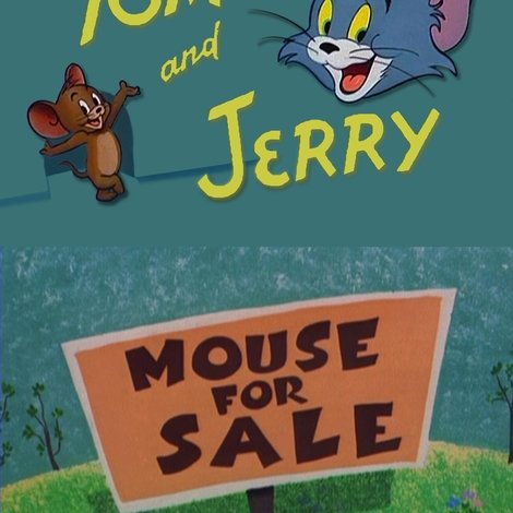Mouse for Sale