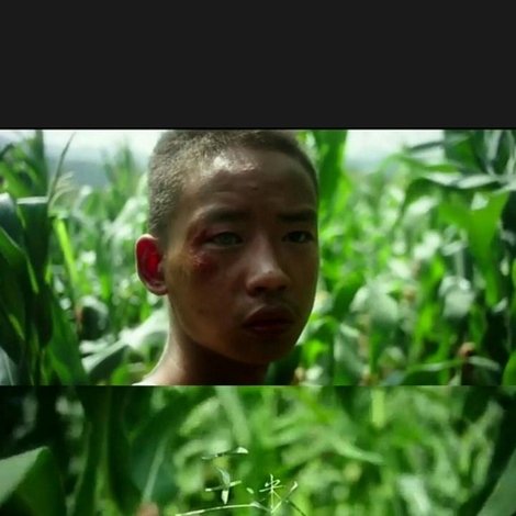 The Cornfield