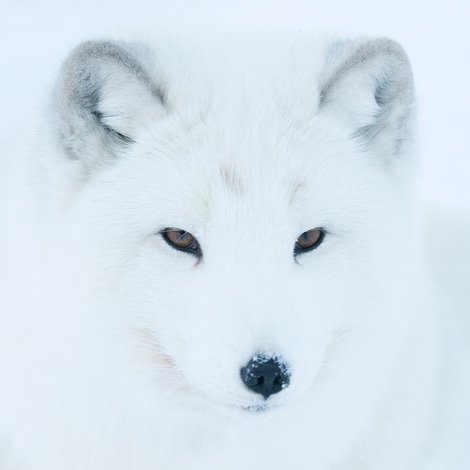 Life In The Snow
