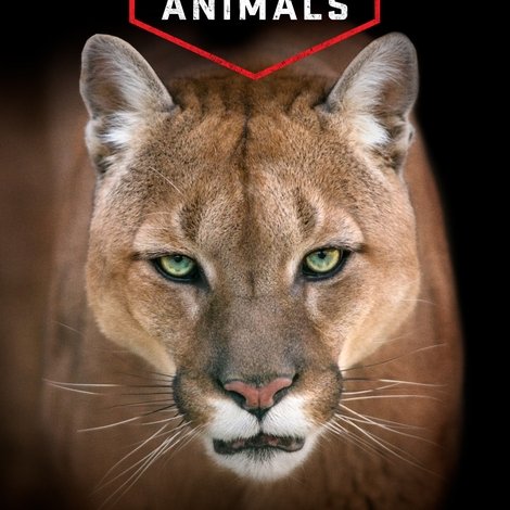America's Greatest Animals