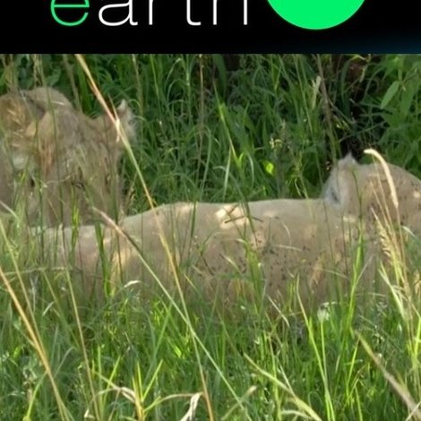 A Lion's Tale