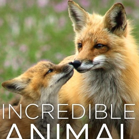 Incredible Animal Moments