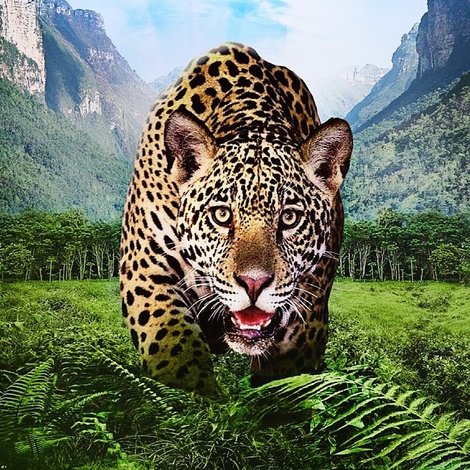 Wild Brazil