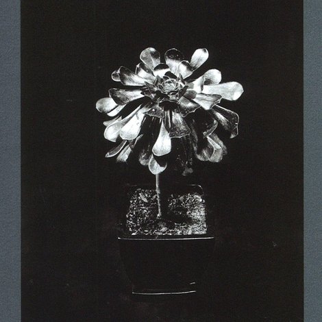 Trent Parke: The Black Rose
