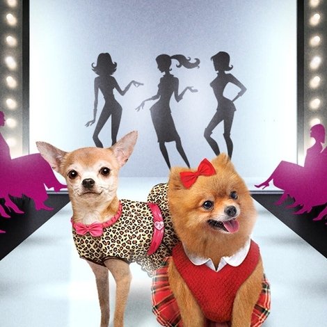 Designer Pups