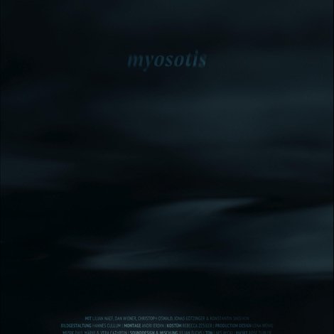 Myosotis