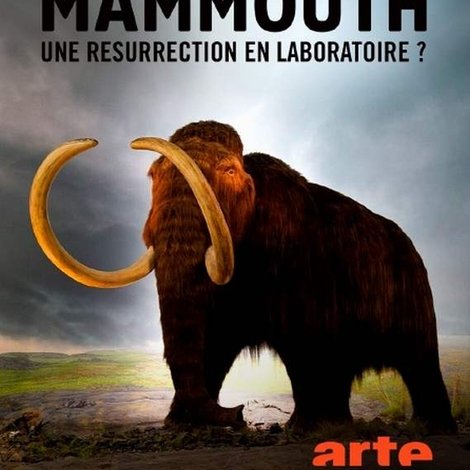 Le mammouth, une résurrection en laboratoire ?