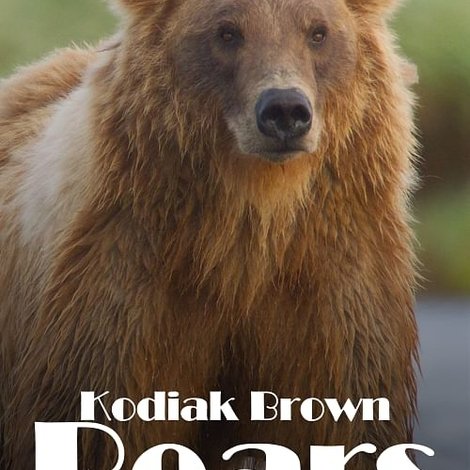 Alaskas Riesenbären