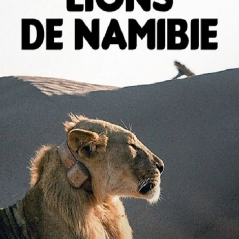 Lions de Namibie, les rois du désert
