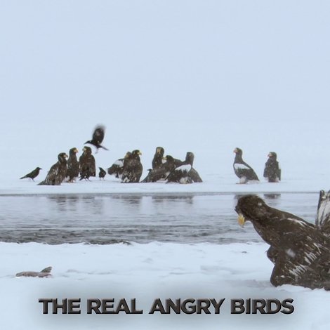 Die wahren Angry Birds