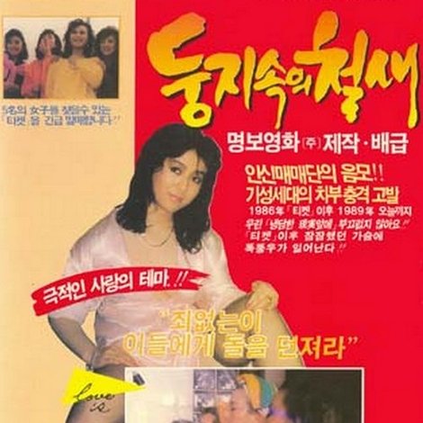 둥지 속의 철새