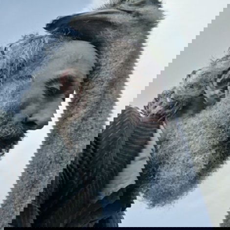Head to Head
