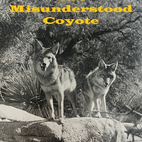 Chico, the Misunderstood Coyote