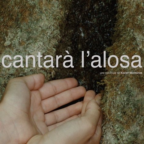 Cantarà L'Alosa