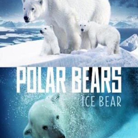 Polar Bears: Ice Bear
