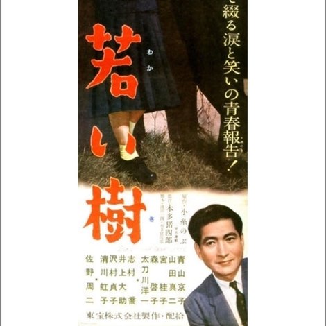 若い樹
