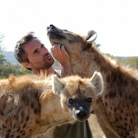 Killer IQ: Lion vs. Hyena