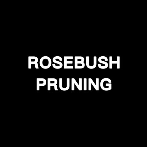 Rosebush Pruning