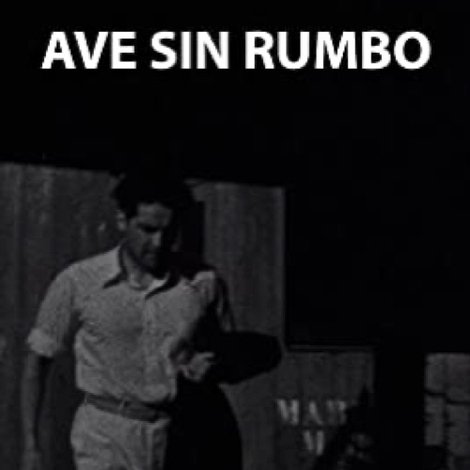 Ave sin rumbo