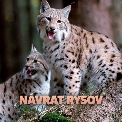 Návrat rysov