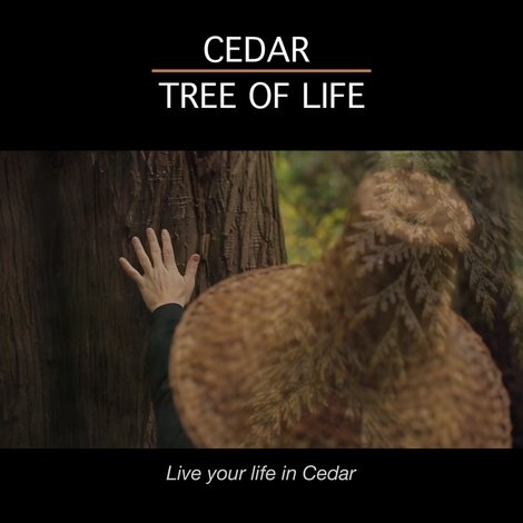 Cedar Tree of Life