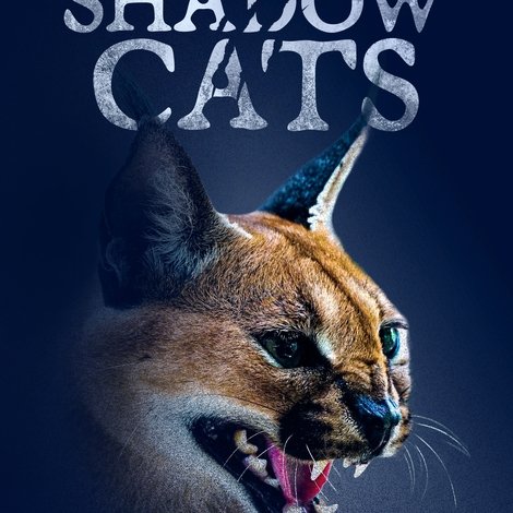 Shadow Cats