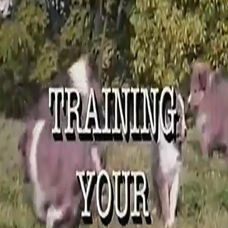 Training Your Best Friend