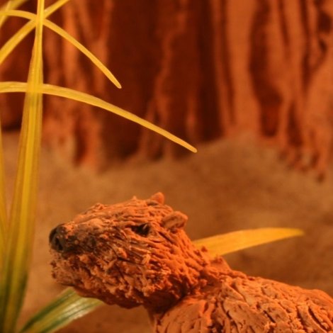 Capibara