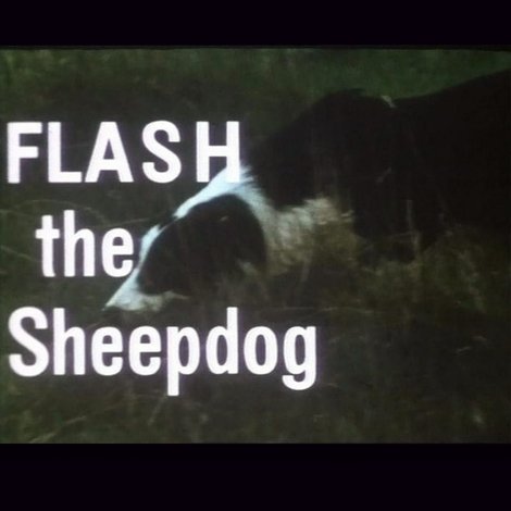Flash the Sheepdog