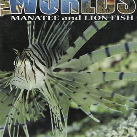 Two Worlds: Manatee and Lion Fish