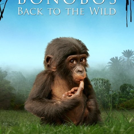 Bonobos
