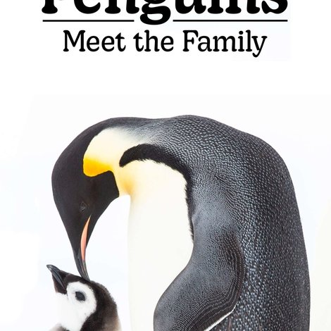 Penguins: Meet the Family