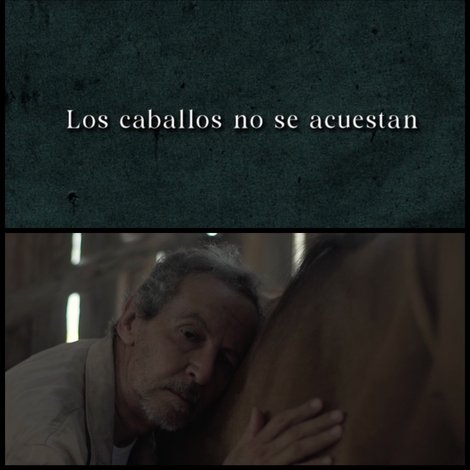 Los caballos no se acuestan
