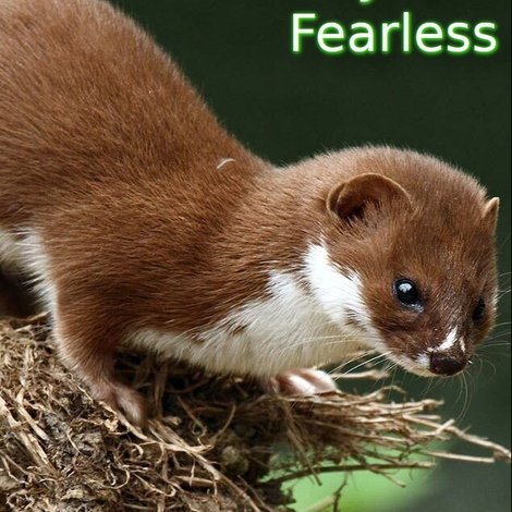 Weasels: Feisty and Fearless