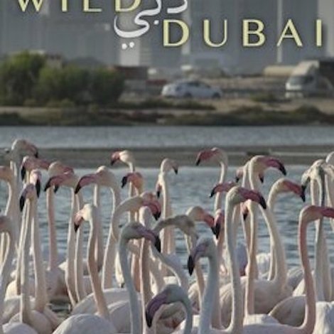 Wild Dubai