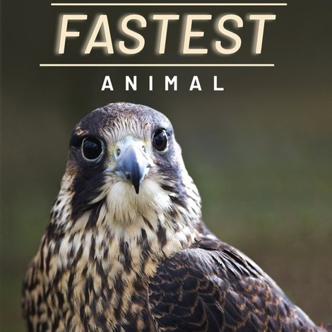 World's Fastest Animal
