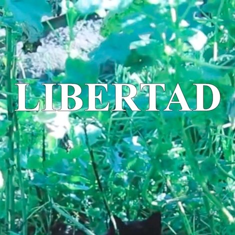Libertad