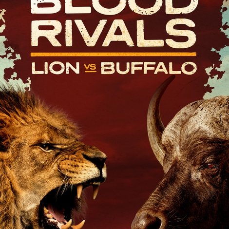 Blood Rivals: Lion vs Buffalo