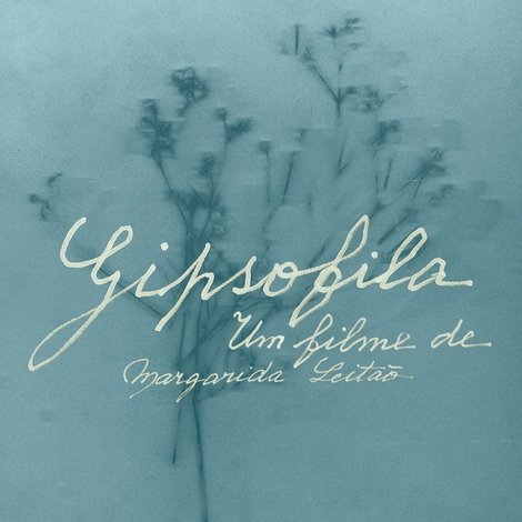 Gipsofila