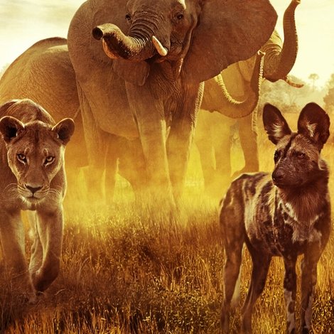 Surviving Paradise: A Family Tale