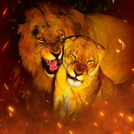 Game of Lions