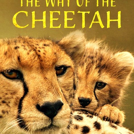 The Way of the Cheetah
