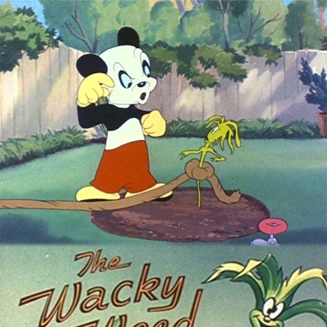 The Wacky Weed