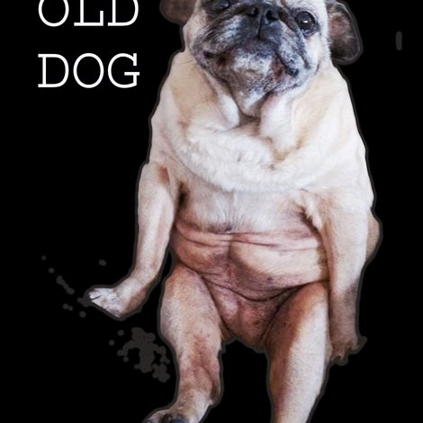 Old Dog